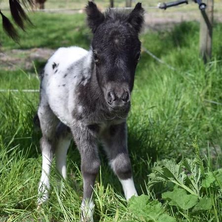 B&B Hoeve Dijkstal Logeren Op De Boerderij Синт-Мартен Экстерьер фото