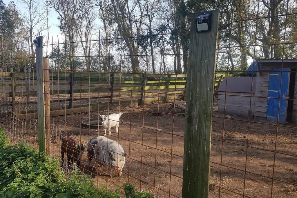 B&B Hoeve Dijkstal Logeren Op De Boerderij Синт-Мартен Экстерьер фото